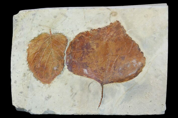 Fossil Leaves (Beringiaphyllum, Zizyphoides) - Montana #101883